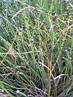 Equisetum Variegatum (fam Equisetacees) (Europe, Asie, Am. du nord) (2) (Photo F. Mrugala)